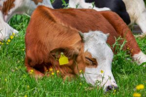 Białko ziemniaka w żywieniu zwierząt – wysokowartościowy surowiec wolny od GMO.